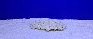 Камень Рифовый Белый, 18х12&times;3&nbsp;см