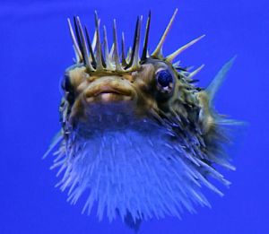 Рыба-еж длинноиглая, размер L до 12 см