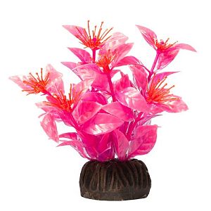 Растение Laguna &laquo;Людвигия&raquo; ярко-розовая, 100&nbsp;мм