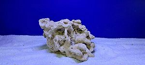 Камень сухой рифовый, цена за 1 кг