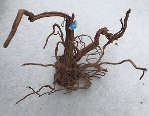 PRIME Коряга Чечил XS&nbsp;50&minus;80см