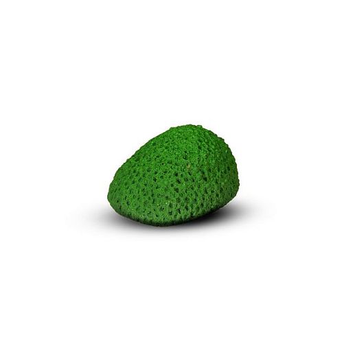Коралл Мозговик Малый, Темно-зеленый 5.5x4.5x3.5 см