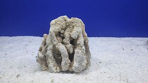 Камень сухой рифовый M, 10&times;15&nbsp;см, 400&minus;800&nbsp;г