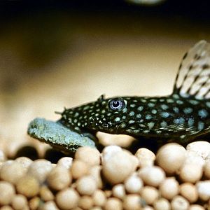 JBL NovoPleco корм с&nbsp;целлюлозой для водорослеядных донных рыб, 5,5&nbsp;л&nbsp; (2,7&nbsp;кг)