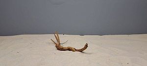 Коряга Сакура мини, до&nbsp;10&nbsp;см