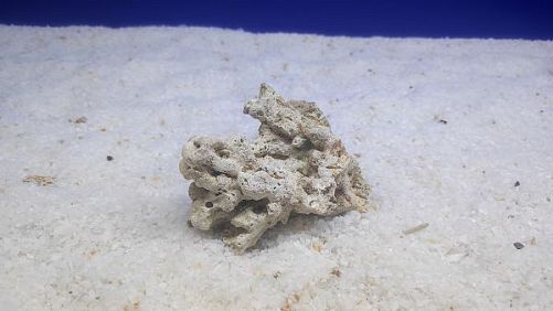 Камень сухой рифовый S, до 10 см, 200-300 г
