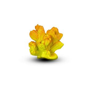 Коралл Барнакл Оранжевый 11х9×8 см
