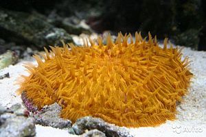 Оформление рифового аквариума 501−700 л