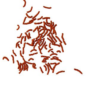 Основной корм TetraBetta Larva Sticks для лабиринтовых рыб, палочки 100&nbsp;мл