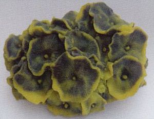 Коралл VITALITY мягкий, пластик, желто-зелёный, 14х12×7 см  (SH011GY)