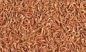 TetraReptoDelica Shrimps специальный корм для черепах (100% креветки), палочки 1&nbsp;л