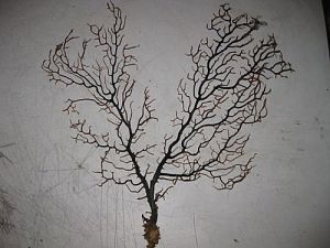 Коралл морской Горгонария 25−30 см