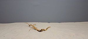 Коряга Сакура мини, до&nbsp;10&nbsp;см