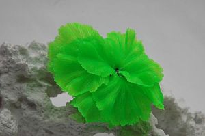 Коралл VITALITY силикон, зеленый, 14х11×9 см
