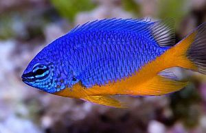 Хризиптера желтобрюхая (желто-голубая), размер M&nbsp;до&nbsp;4&nbsp;см