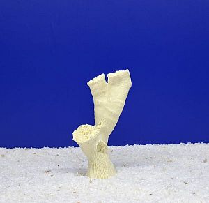 Кр-2600 Коралл Тубастрея Тройной Белый, 4х5×15 см
