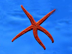 Оформление рифового аквариума 501&minus;700&nbsp;л