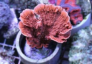 Оформление рифового аквариума 101&minus;300&nbsp;л