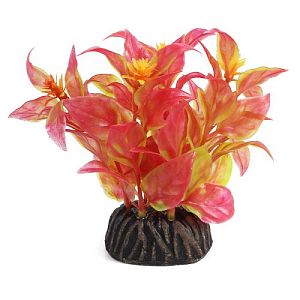 Растение Laguna «Альтернантера» красная, 80 мм