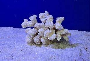 Коралл Поциллопора 12.5−17.5 см