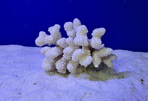 Коралл Поциллопора 12.5-17.5 см