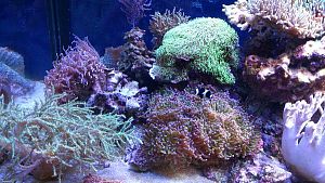 Оформление рифового аквариума 100−3000 л