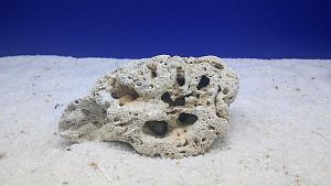 Камень сухой рифовый M, 10&times;15&nbsp;см, 400&minus;800&nbsp;г