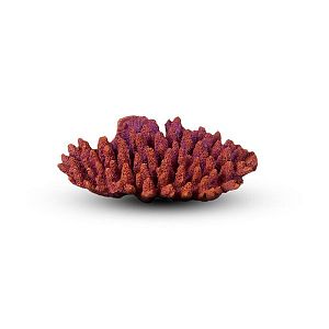 Коралл Белиз 2 Темно-фиолетовый 19х14×5 см