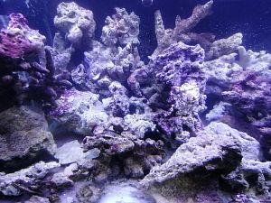 Камень морской живой, цена за&nbsp;1&nbsp;кг