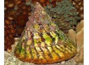 Улитка-водорослеед волчок полосатый, размер M до 4 см