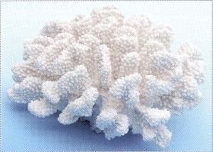 Коралл VITALITY пластик, белый, большой 20х19×9,5 см