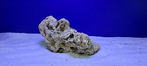 Камень сухой рифовый, цена за 1 кг