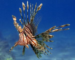 Оформление морского аквариума 301−500 л