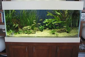 Оформление пресноводного аквариума с живыми растениями 101−300 л