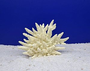 Кр-5100 Коралл Дракон Белый, 18х6×13 см