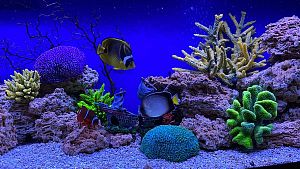 Аквариум б/у дуговой BIODESIGN ПАНОРАМА 280 (270 л) с тумбой и комплектом оборудования