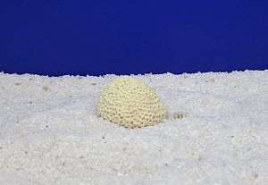 Кр-1900 Коралл Мозговик малый Белый, 5.5×4.5×3.5 см,