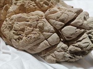 Камень GLOXY &laquo;Слоновья кожа&raquo; вес камня 500&minus;1000&nbsp;г, 5&minus;15&nbsp;см&nbsp;цена за&nbsp;1&nbsp;шт