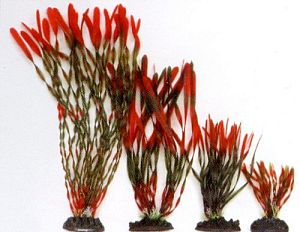 VITALITY Валлиснерия спиральная, пластик, красно-зеленая, 30 см