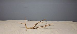 Коряга Сакура мини, до&nbsp;10&nbsp;см