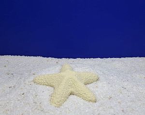 Кр-900 Коралл Звезда большая, Белая 13х13×3 см