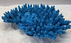Цветной коралл синий Белиз 1, 28*19*10 см