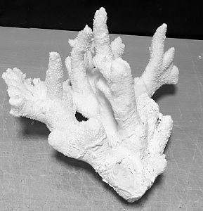 Коралл Стагхорн (вместо Бранч) 22−25 см