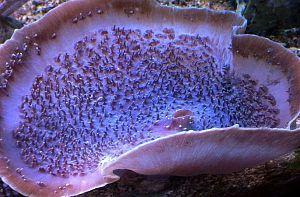 Оформление рифового аквариума 101&minus;300&nbsp;л