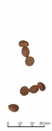 Корм FARMINA N&D Low Grain Cat Adult Низкозерновой для взрослых кошек, ягненок с черникой