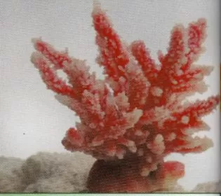 Коралл VITALITY мягкий, пластик, перламутр, 12,6x10,7x11 см Коралл VITALITY мягкий, пластик, перламутр, 12,6x10,7x11 см