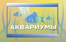 Аквариумистика