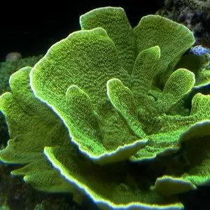 Оформление рифового аквариума 501−700 л