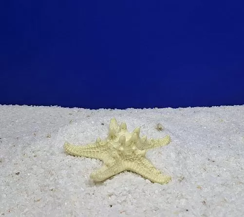 Кр-1000 Коралл Звезда Остроконечная Белая, 12х12х4 см