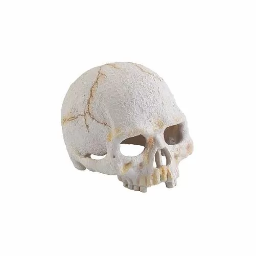 Убежище-декор Exo Terra Череп примата 9х11,5х8 см